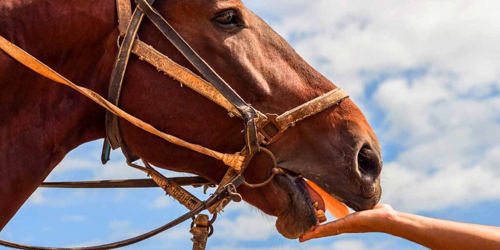 Can I Feed My Horse Carrots? Raw Or Cooked?