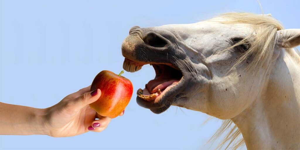 Can I Feed My Horse Apples? 7 Potential Health Issues!
