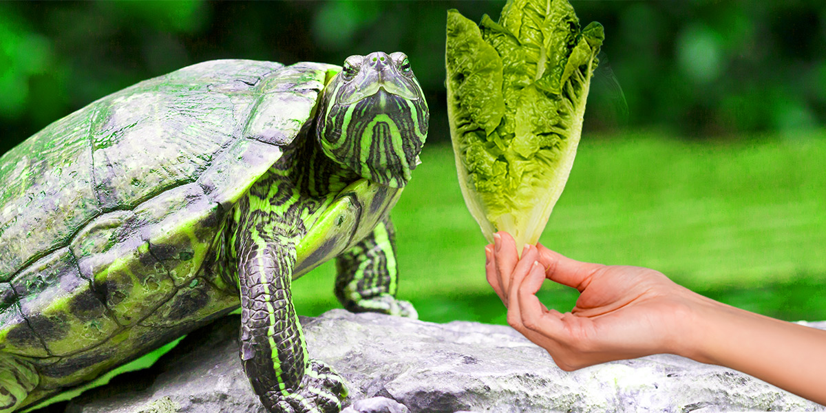 Can I feed my turtle lettuce? Can I Feed It?