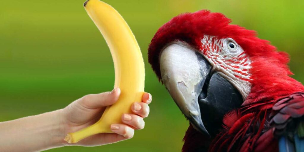 Can I Feed My Parrot Banana? Benefits & Safety Risks!