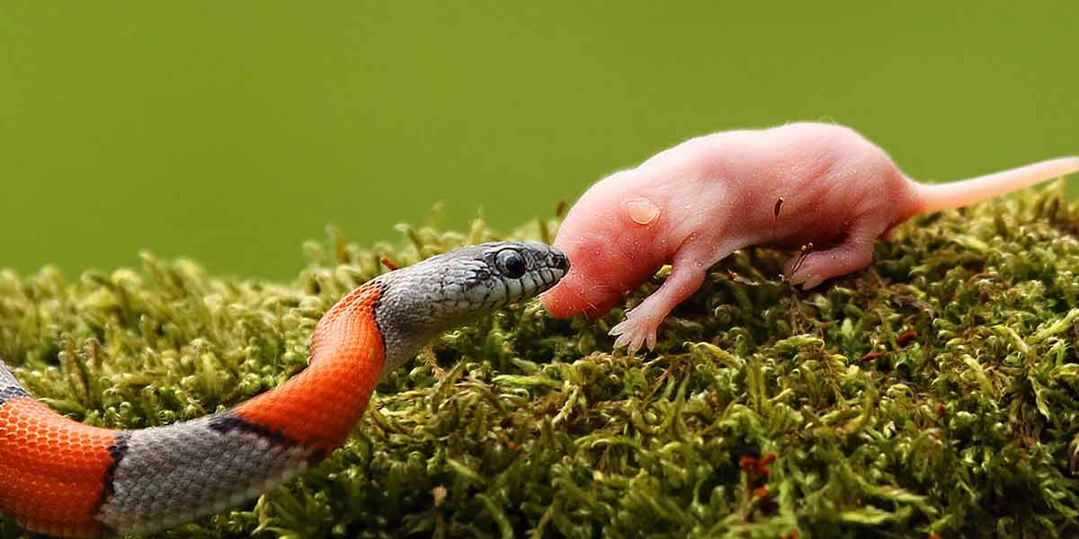Can I Feed My Snake Wild Mice? Watch This! Can I Feed It? What can or