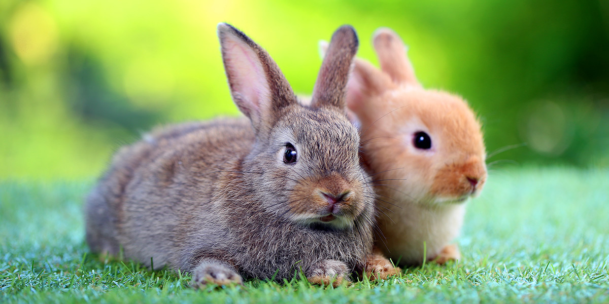 Can I Feed My Rabbit Lettuce? You Won't Believe It!