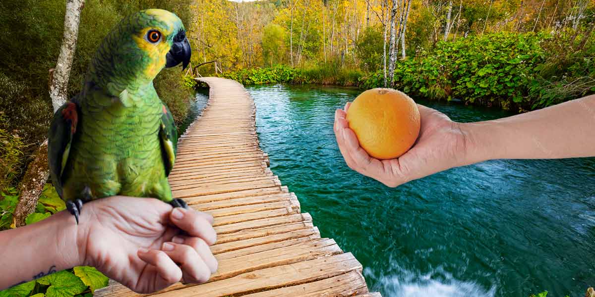 Can I Feed My Parrot Oranges? PeelCitric AcidSugar Issues!