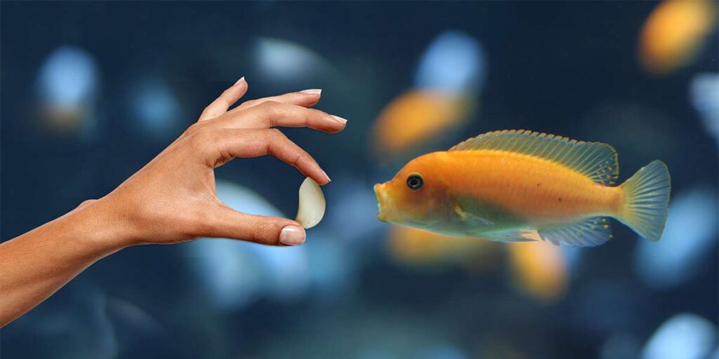 can-i-feed-it-what-can-or-can-t-you-feed-your-animals