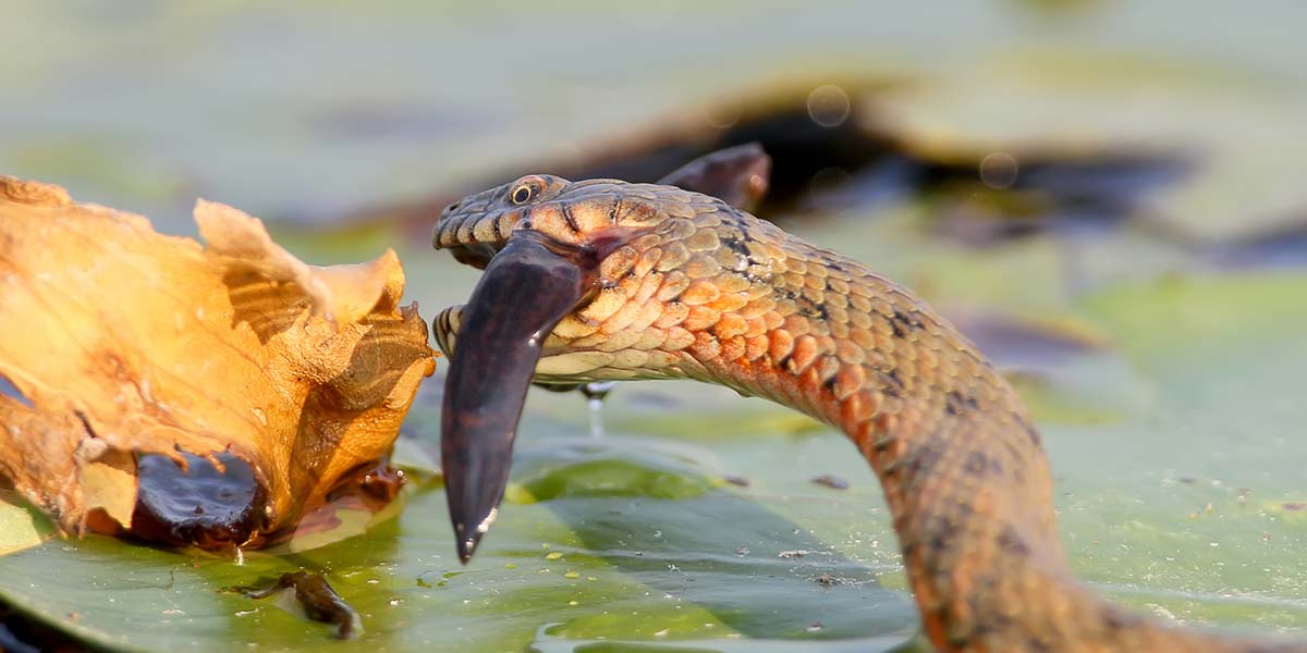 Can I Feed My Snake Fish? Which Kinds? Right Frequency!